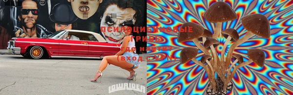 PSILOCYBIN Кукмор